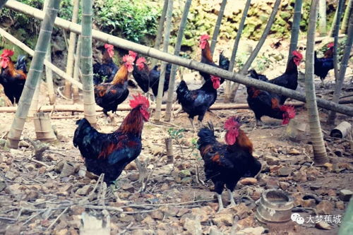 分紅模式助力脫貧 家禽養(yǎng)殖讓農(nóng)民樂開了花
