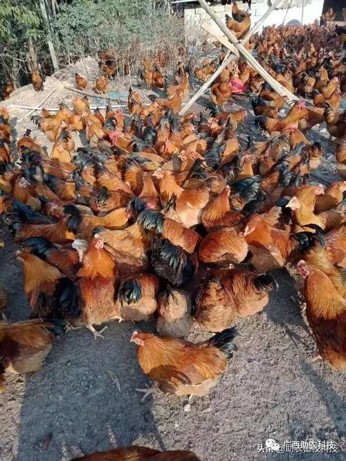 疫情下家禽養(yǎng)殖場飼料短缺與銷售受阻的應急解決方案