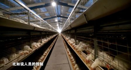 疫情當(dāng)前，家禽養(yǎng)殖防病指南 筑牢生物安全防線(xiàn)