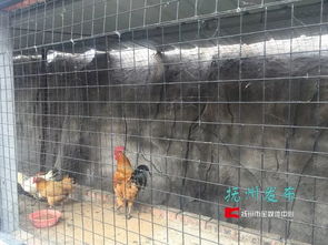 夢湖動物園 當“動物園”邂逅家禽養殖，一場關于認知與期待的碰撞