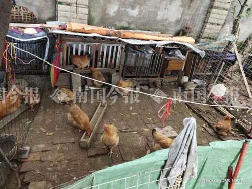小區藏匿300多只雞？！城管街道聯合出擊還居民寧靜生活
